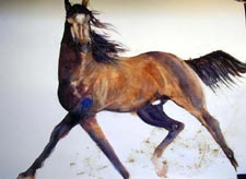 Arabian Horse